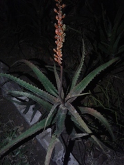 Aloe