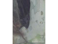 Strix occidentalis lucida