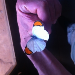 Colotis evanthe evanthe