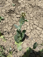 Conringia orientalis