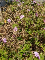 Lantana montevidensis