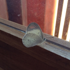 Colotis evanthe evanthe