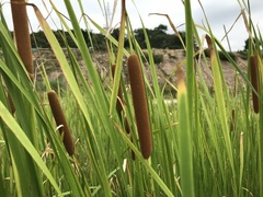 Typha orientalis
