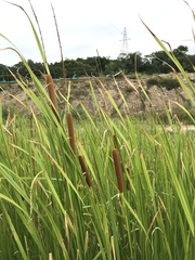 Typha orientalis