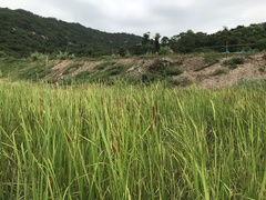 Typha orientalis