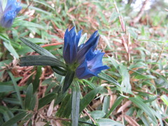 Gentiana davidii