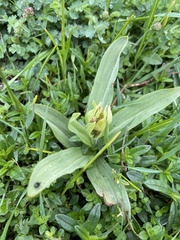 Dactylorhiza sambucina