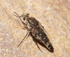 Apiocera