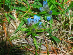 Gentiana davidii