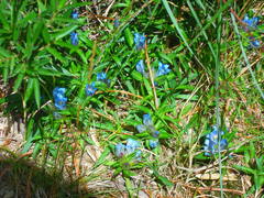 Gentiana davidii