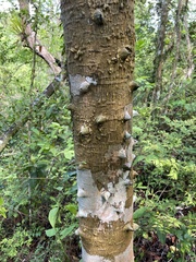 Zanthoxylum martinicense