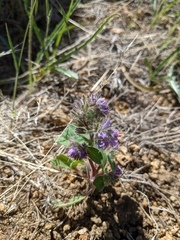Phacelia humilis