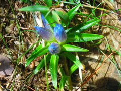 Gentiana davidii
