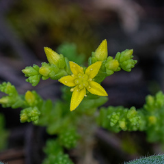 Sedum acre