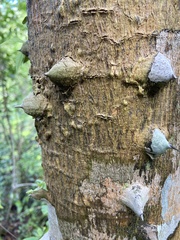 Zanthoxylum martinicense