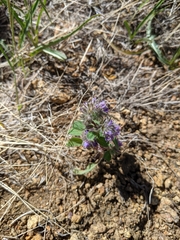 Phacelia humilis