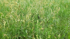 Rumex