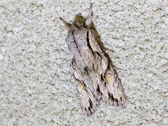 Egira crucialis