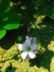 Oxalis debilis