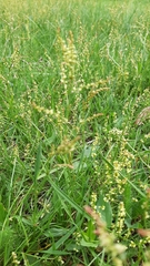 Rumex