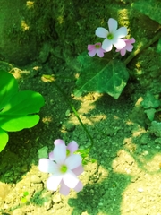 Oxalis debilis