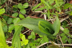 Platanthera grandiflora