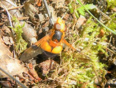 Volucella inflata