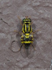 Oxycera variegata