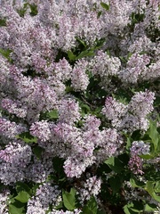 Syringa pubescens