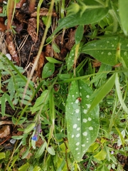 Pulmonaria stiriaca