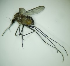 Aedes epactius