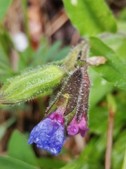 Pulmonaria stiriaca