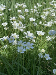 Cerastium arvense