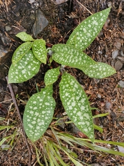 Pulmonaria stiriaca