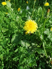 Taraxacum officinale