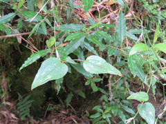Smilax menispermoidea