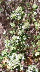Thymus capitellatus