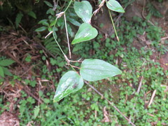 Smilax menispermoidea