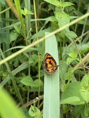 Byblia anvatara