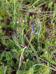 Veronica orsiniana