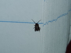 Myrmecophilidae