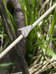 Colobochyla salicalis