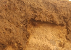 Myrmecophilidae