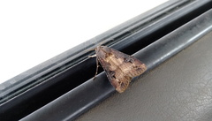 Agrotis ipsilon