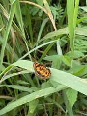 Byblia anvatara
