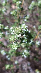 Thymus capitellatus