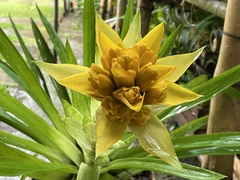 Guzmania