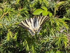 Iphiclides podalirius