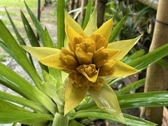 Guzmania
