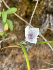 Calochortus tolmiei